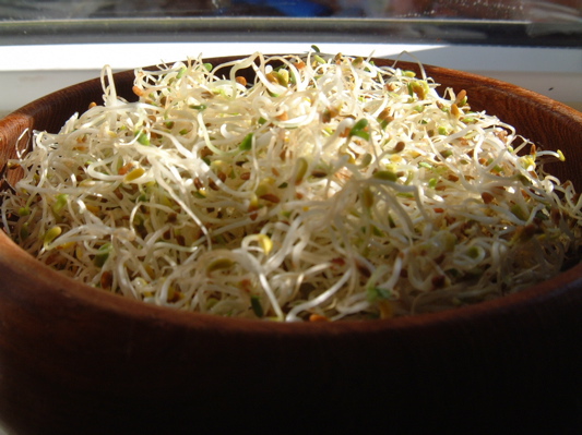 Home grown alfalfa sprouts
